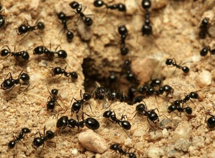 Борьба с муравьями Москва