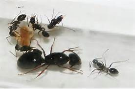 Травить муравьев в квартире Москва
